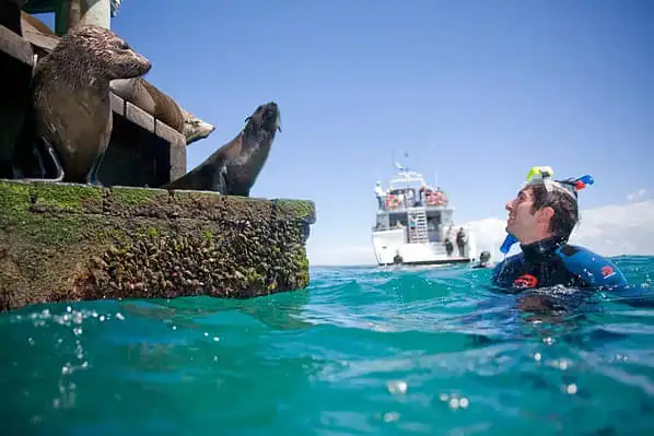 snorkelling with seals off the Mornington Peninsula