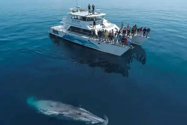 Auckland Whale and Dolphin Watching Tour
