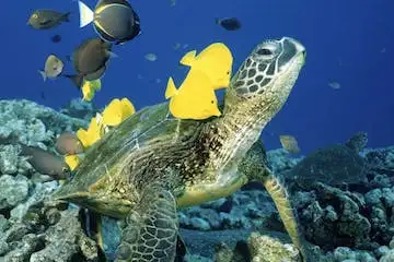 Waikiki Turtle Snorkel Adventure
