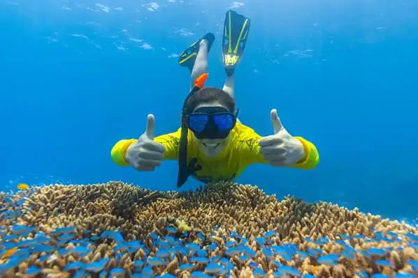 Great Barrier Reef snorkelling tour from Cape Tribulation