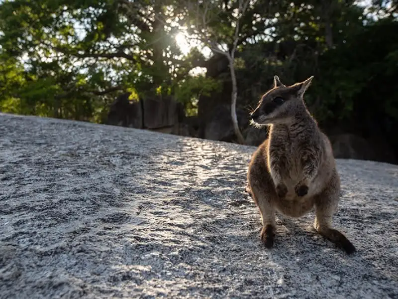1 Day Chillagoe Caves & Outback Tour