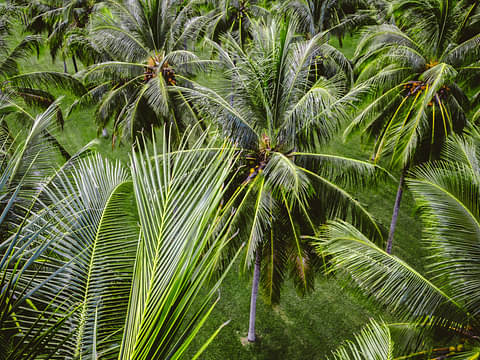Cape Tribulation