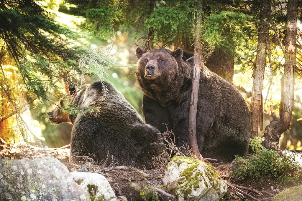 Grouse Mountain Admission Ticket