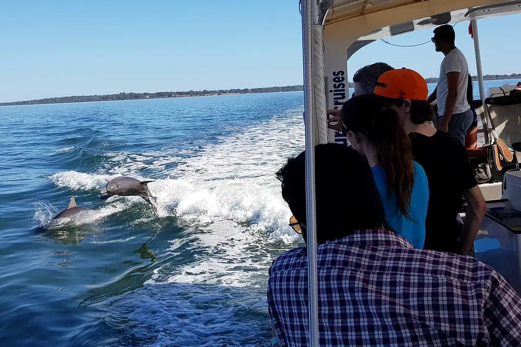 Dolphine Cruise from Mandurah