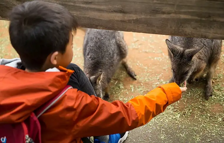 Blue Mountains Small Group Wildlife Tour