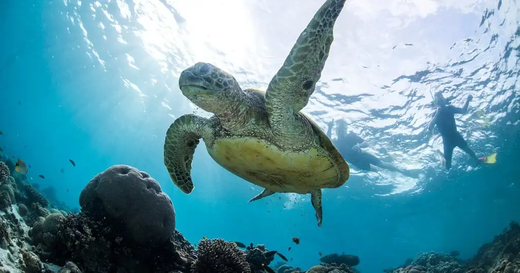 Turtle Adventure & Snorkel Trek | Snorkel & ATV