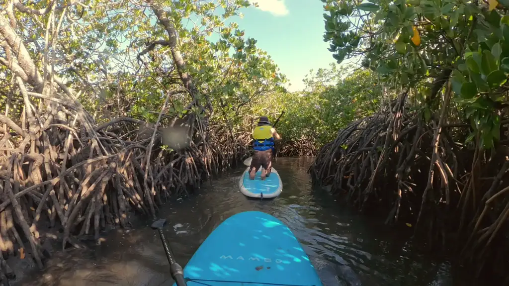 Noosa Stand Up Paddle & Mangrove Tunnel Tour