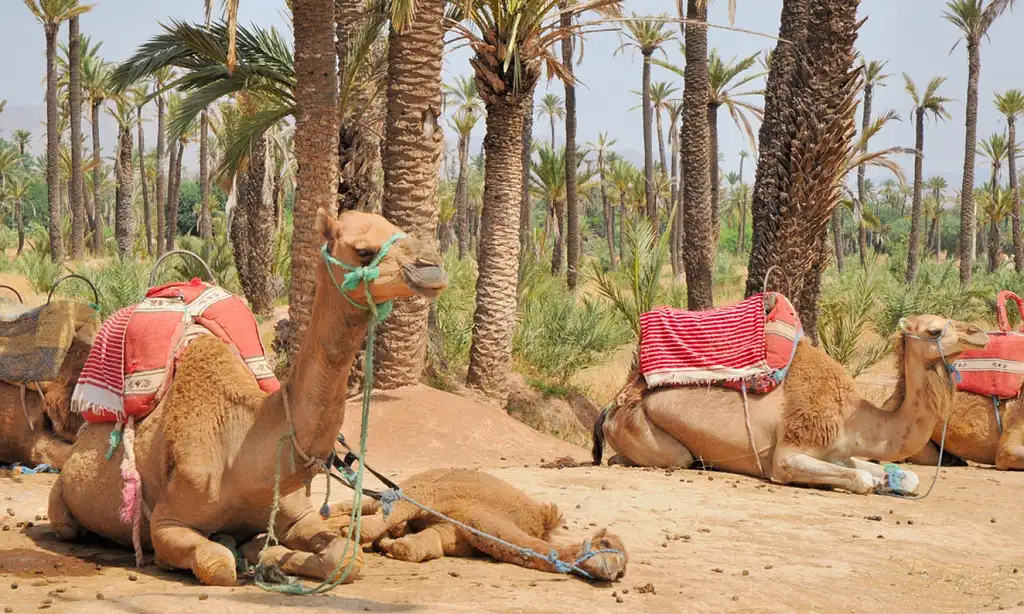 Camel Ride In Marrakech Palm Grove