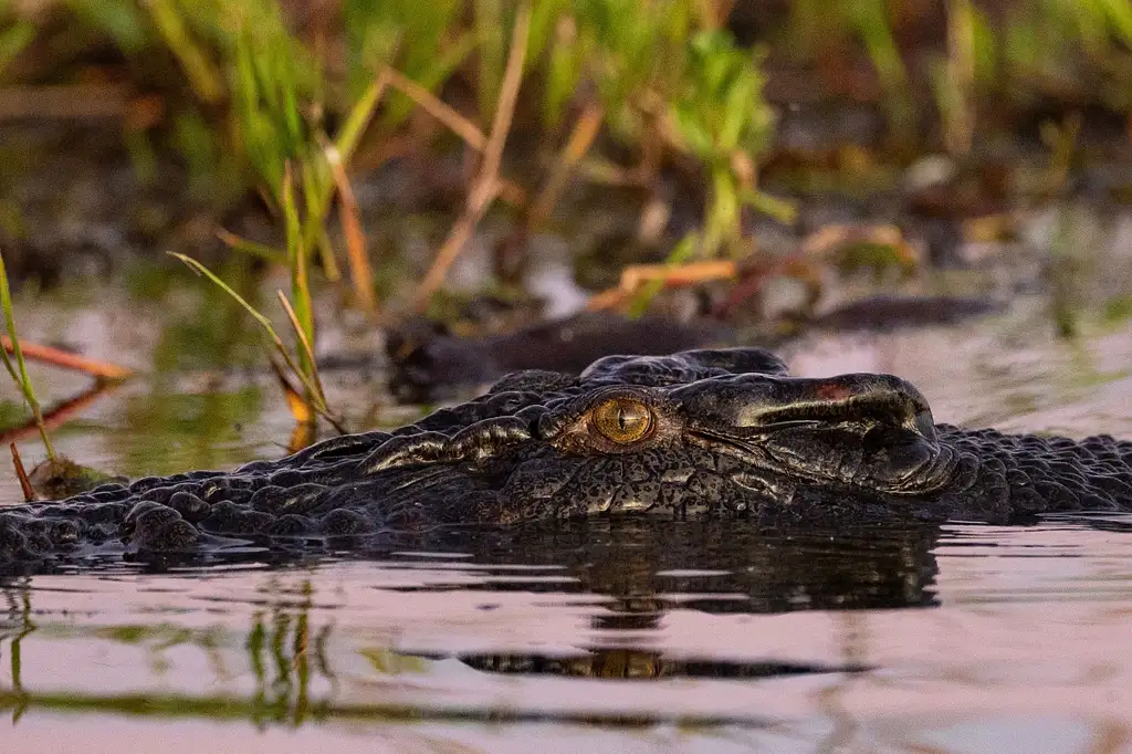 Kakadu National Park & Yellow River Wildlife Cruise