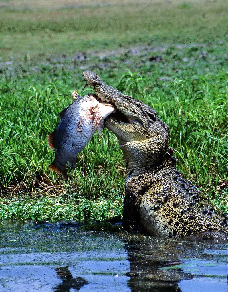 Darwin Wetland Experience