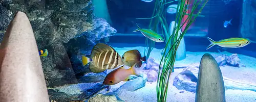 Sea life Melbourne - General admission