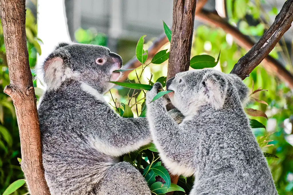 Currumbin Wildlife Sanctuary