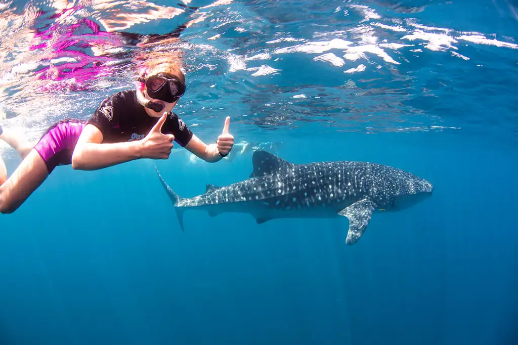 Swimming with Whale Sharks – March to August
