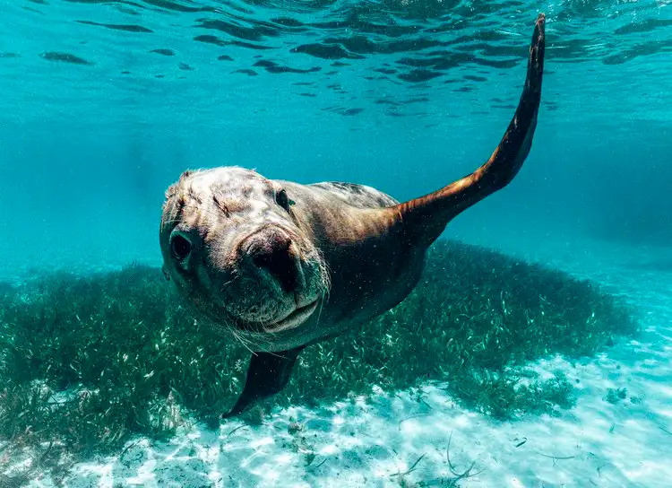 3 Island Snorkel, Wildlife & Seafood Lunch Cruise