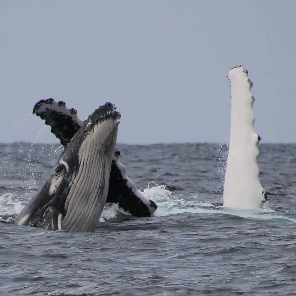 Whale watching Byron Bay - Small Group Trip