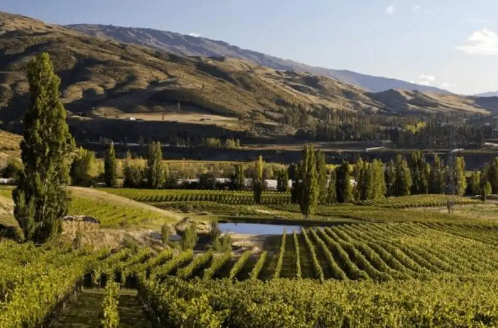 Bannockburn Hop-on Hop-off Wine and Beer Tour | From Queenstown