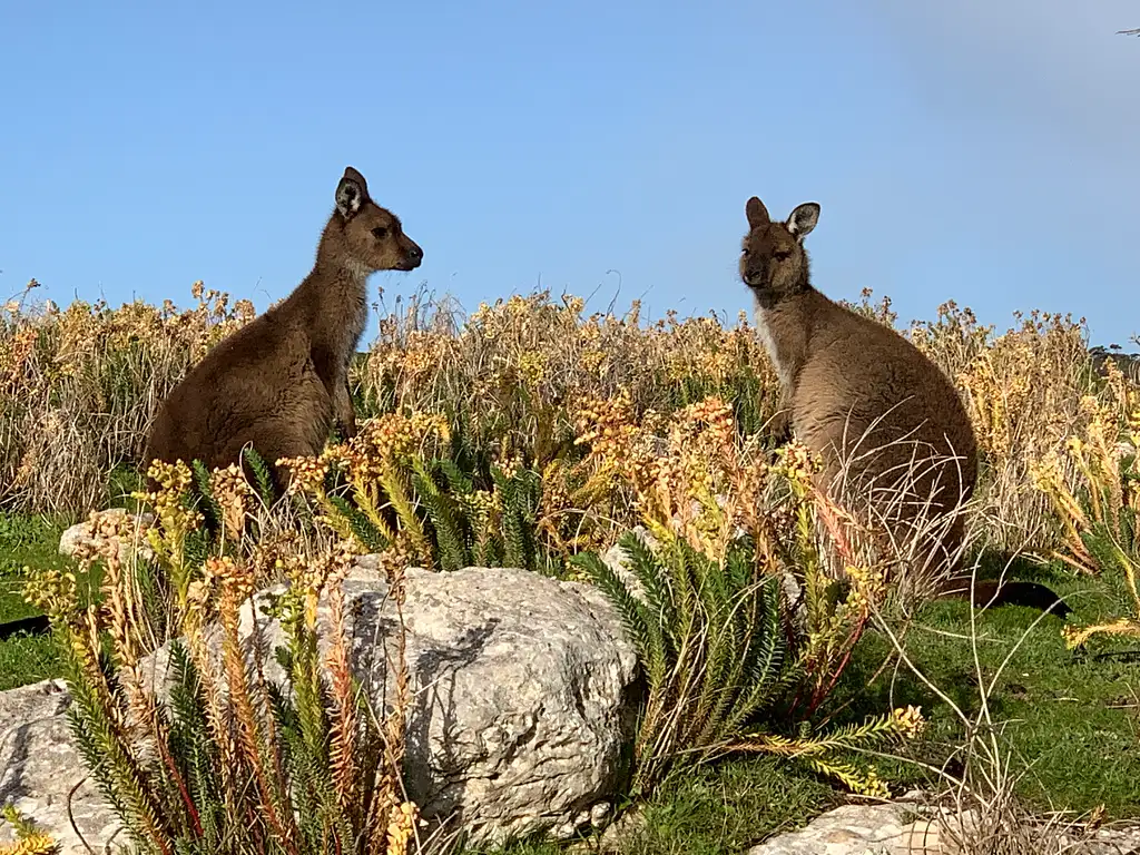 Seal Bay and North Coast Wildlife 4WD Tour - Kangaroo Island