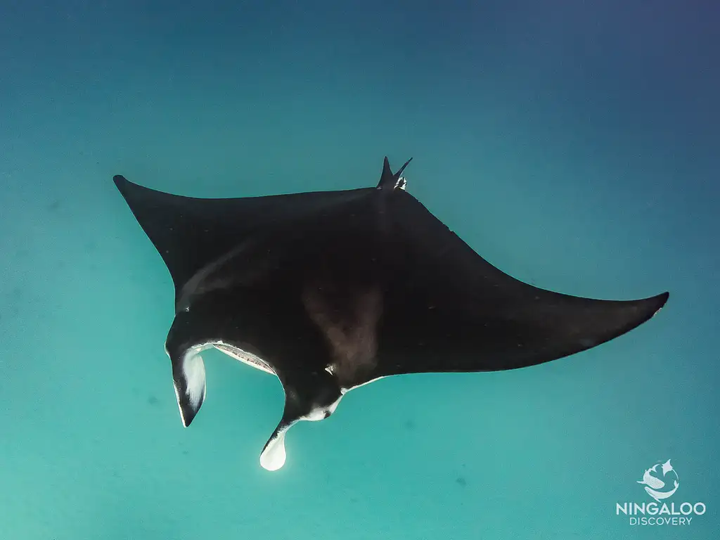 Swim with Whale Sharks Ningaloo on a Powerboat (March-June) | from Exmouth