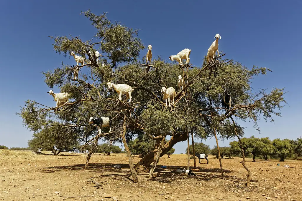 Visit Game Of Thrones Filming Locations In Essaouira From Marrakech