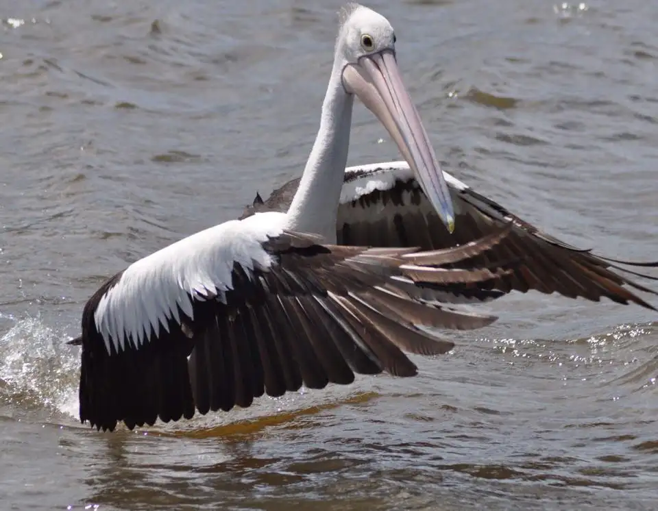 Tweed River Rainforest Cruise (option with lunch available)