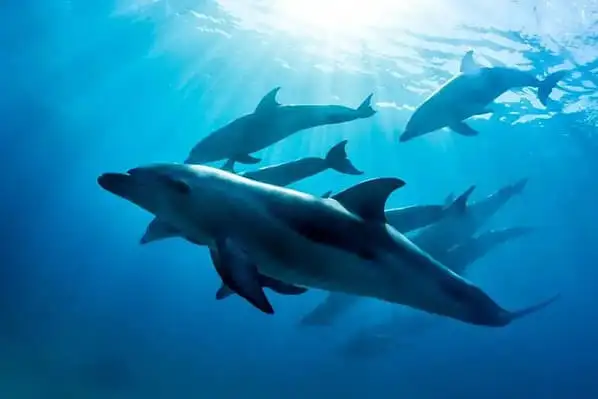 Great Ocean Road dolphin and seal swim