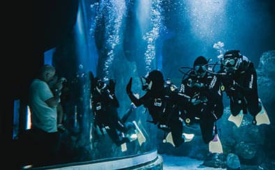 Cairns Aquarium Shark Dive Experience