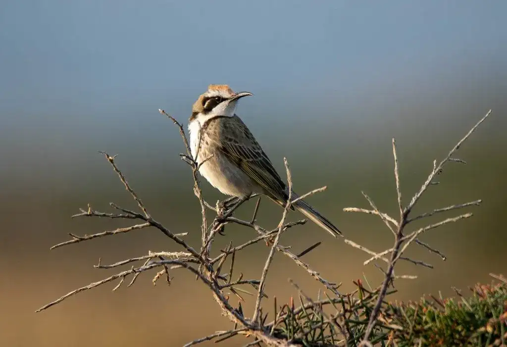 4 Day Light to Light & Sapphire Coast Walking Tour
