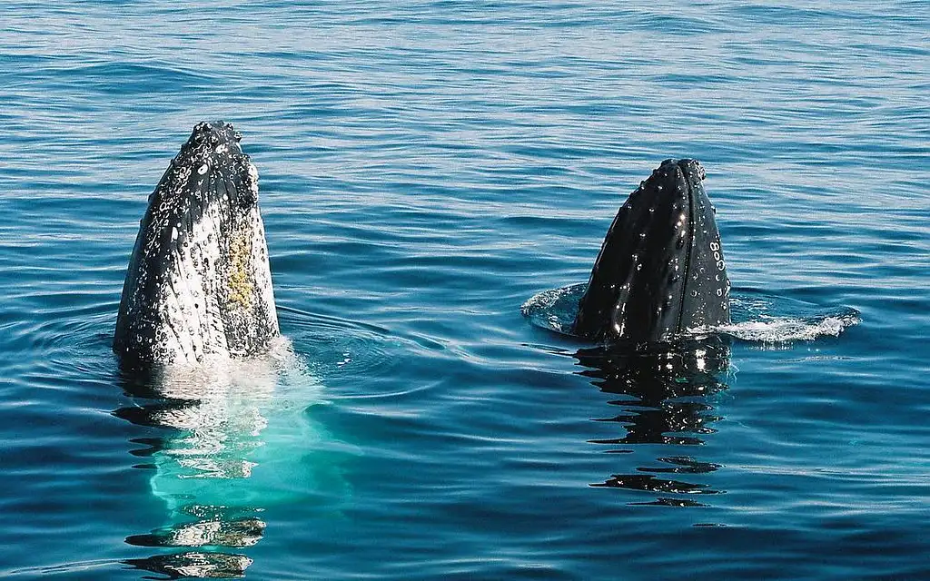 Gold Coast Whale Watching Cruise | Whales in Paradise