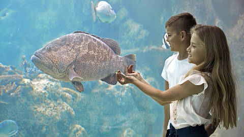 Daydream Island Underwater Observatory Kids