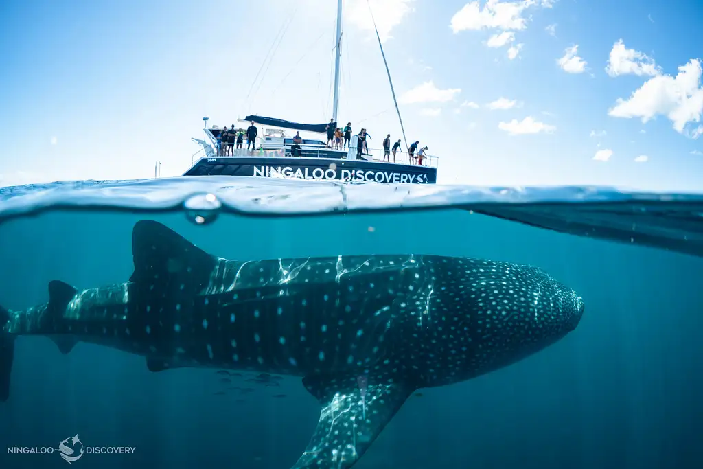 Ningaloo Whale Shark Swim on a Catamaran (Mar-July) | From Exmouth