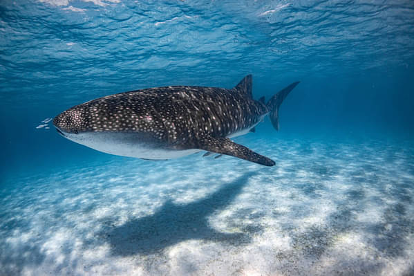 Ningaloo Reef Whale Shark Swim