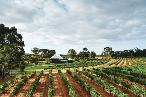 Vineyard Margaret River.jpg