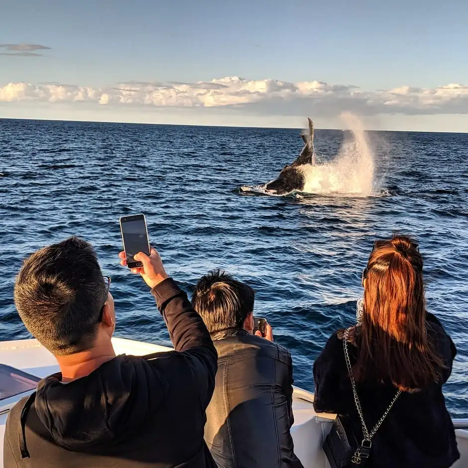 Gold Coast Whale Watching Cruise | Whales in Paradise