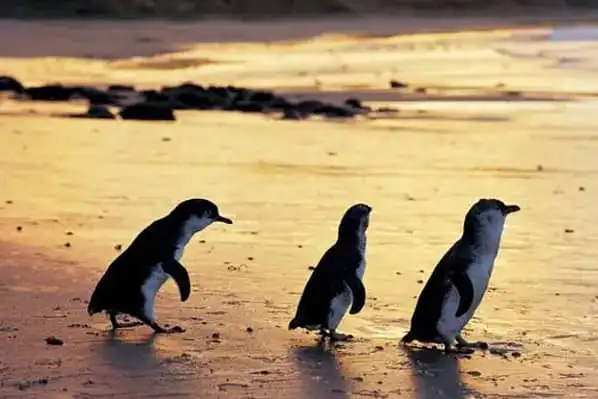 3 Phillip Island little penguins on the beach at sunset