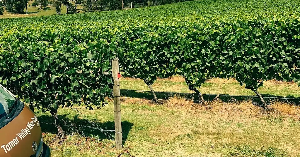 Tamar Valley Wine & Gin Tour