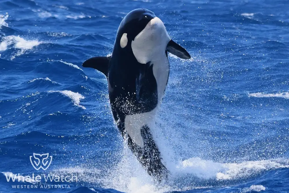Bremer Bay Orca Experience | Bremer Bay Whale Watching