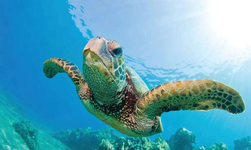 3 Hour Waikiki Turtle, Snorkel And Sail Adventure