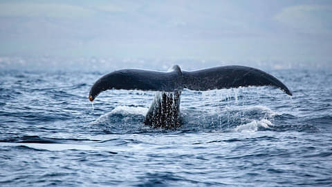 Waikiki Whale Watching Tour