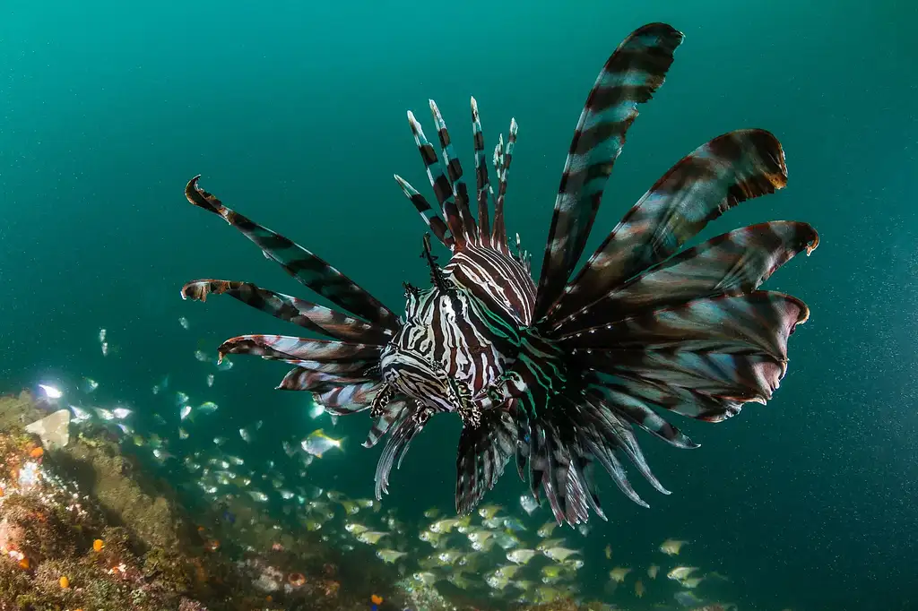 Snorkelling Tour Nguthungulli Julian Rocks | From Byron Bay