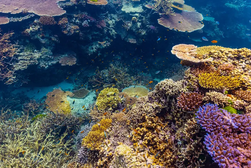 Great Barrier Reef Day Trip | Snorkel & Cert Dive Options
