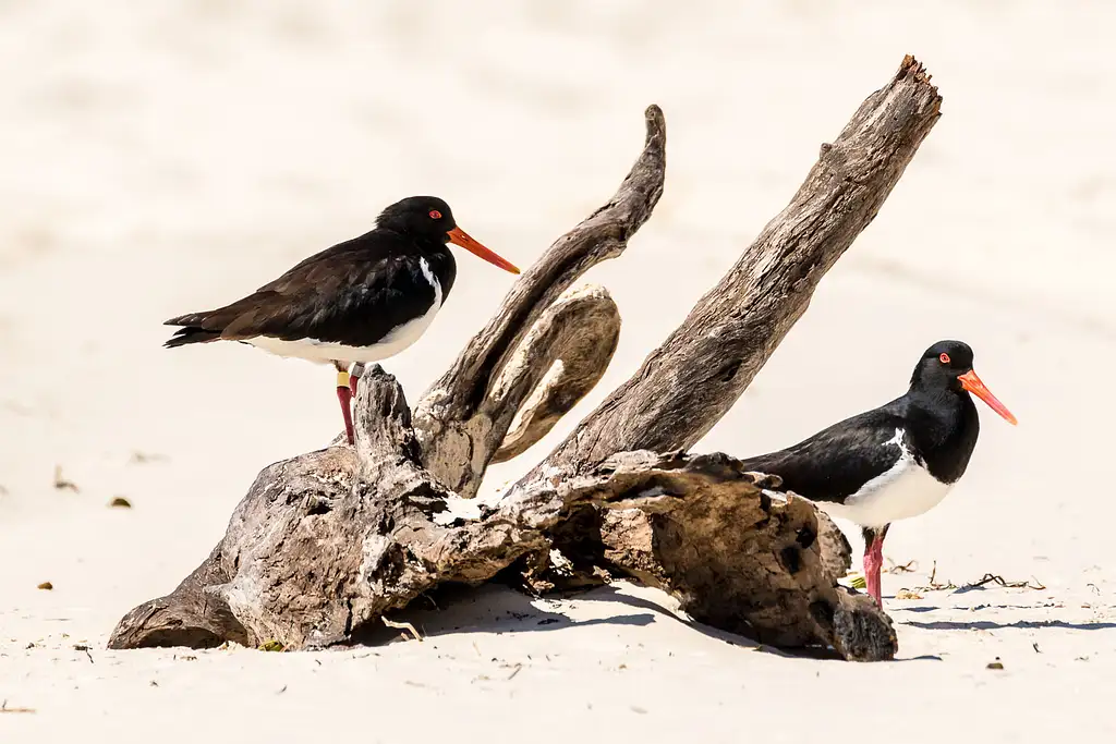 Bribie Island 4WD, Kayak, Beach & Bunker Half Day Tour | Bribie Island