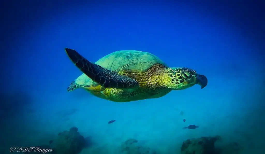 Turtle Canyon Adventure