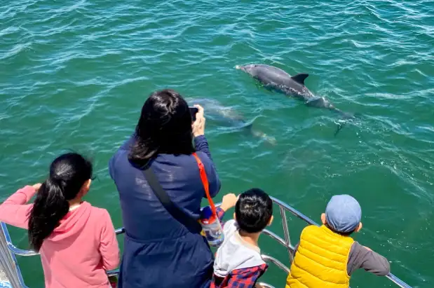 Dolphin Cruise & Views | From Mandurah