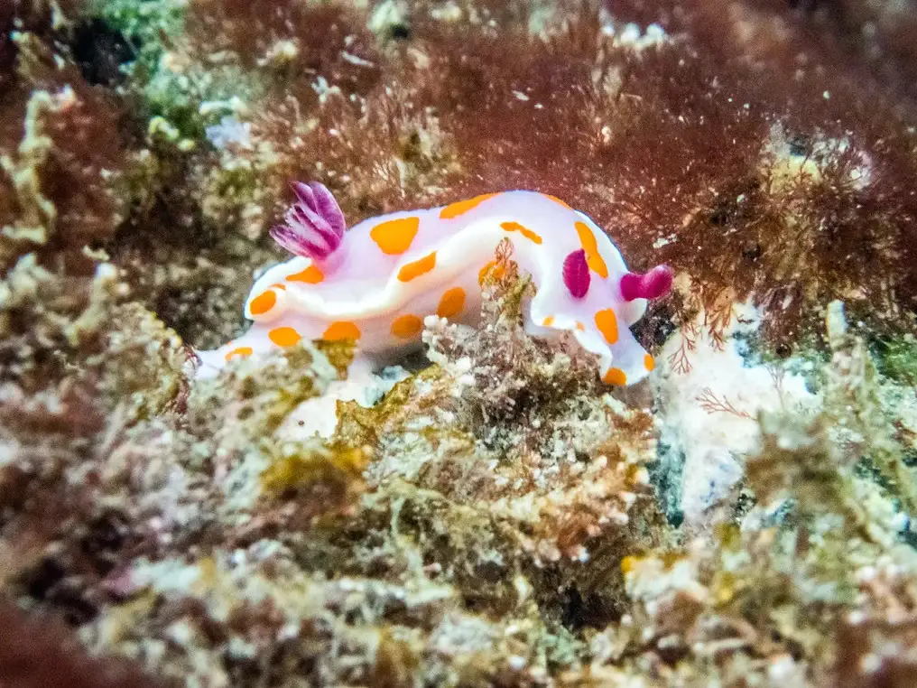 Open Water Course (Learn to Dive) | Goat Island