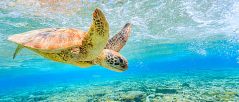 Great Barrier Reef
