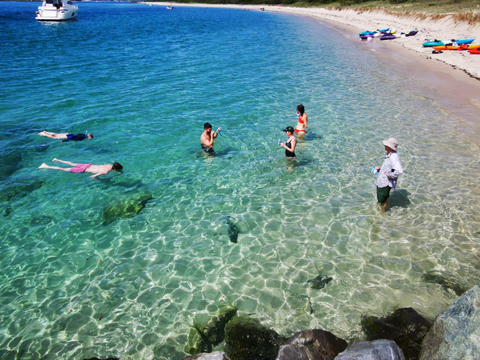 Gold Coast Snorkelling Tour Deals