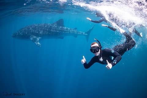 Coral Bay Whale Shark Safari Deals