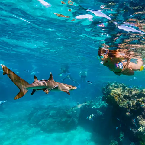 Ultimate Encounter: Snorkel with Sharks