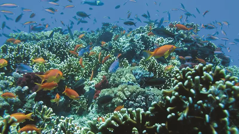 Beachcomber Island Resort Full Day or Half Day Cruise