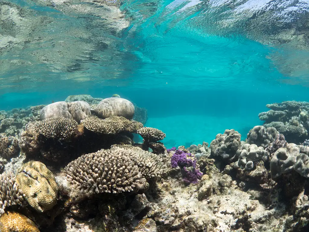 Afternoon Sail & Snorkel | Coral Bay